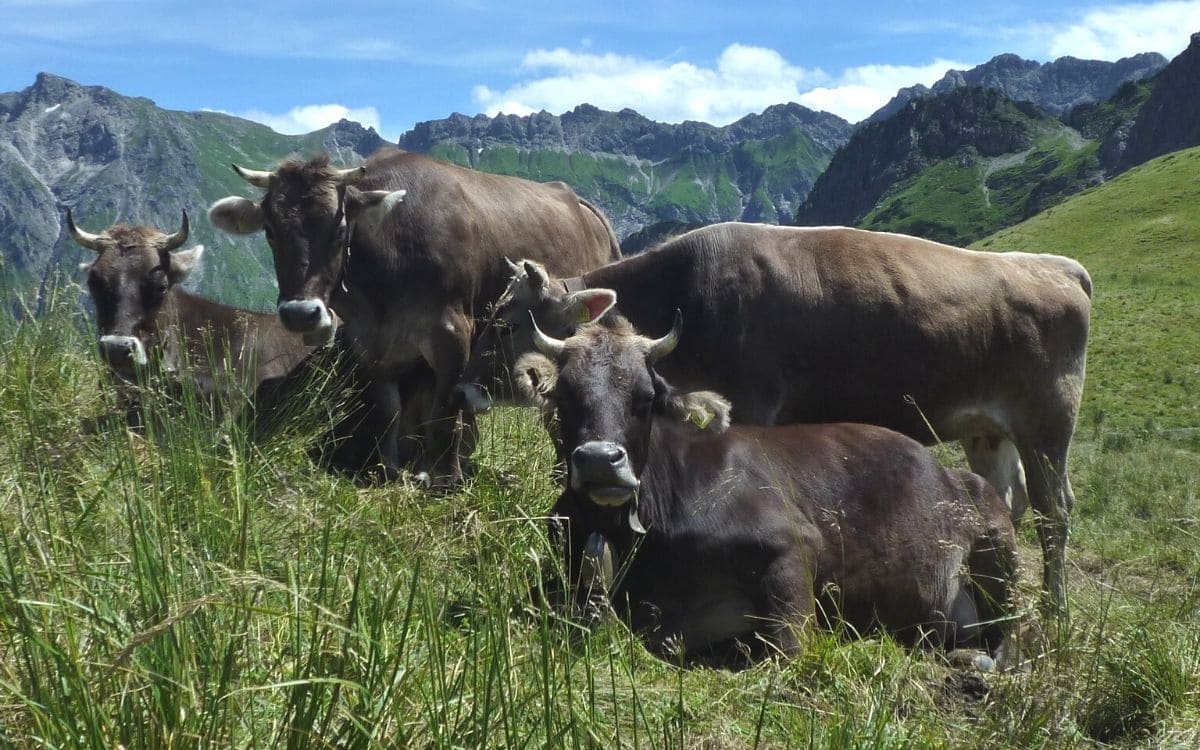 Alpage en Allgaü, Bavière