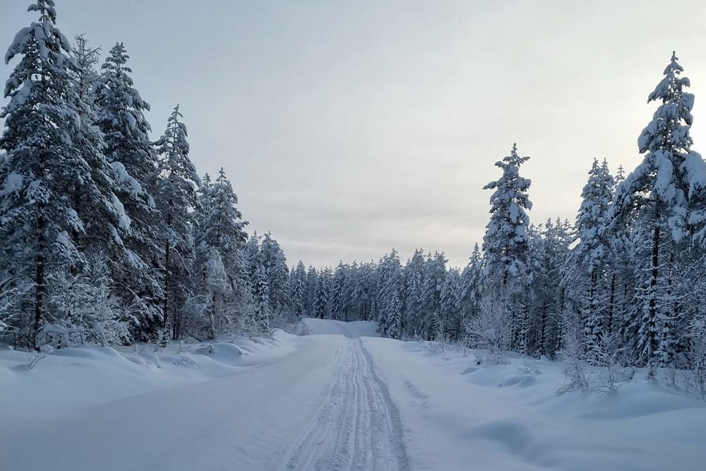 Ciel voilé au dessus de la forêt finlandaise enneigée
