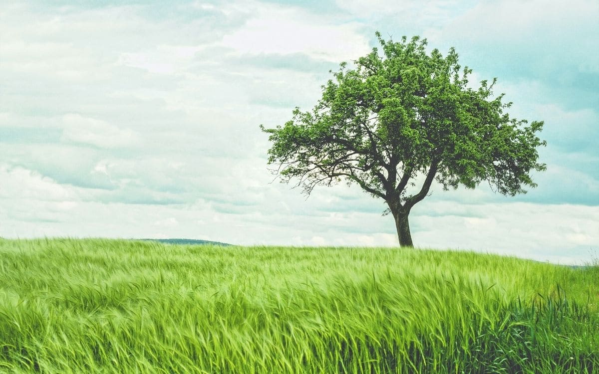 Arbre solitaire