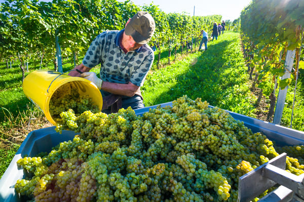 Le ban des vendanges