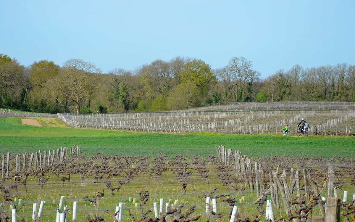 Balade à vélo au milieu des vignes