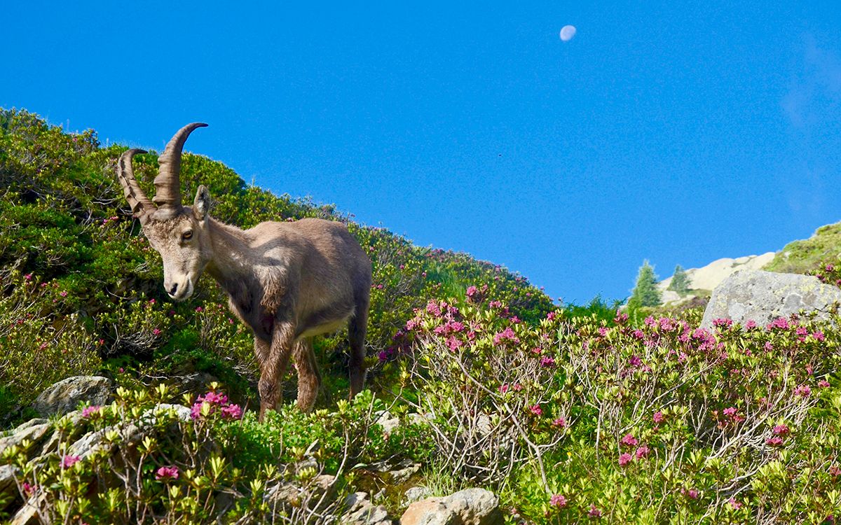 Bouquetin dans le massif des Aiguilles-Rouges