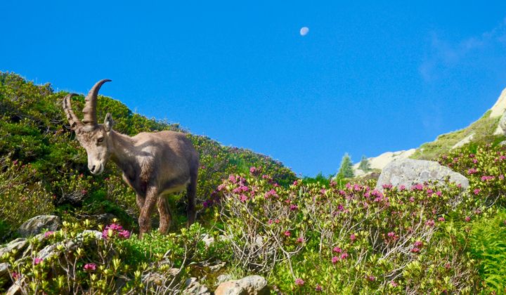 Bouquetin observé lors d'une randonnée dans les Alpes © Matthieu Offredi Bouquetin observé lors d'une randonnée dans les Alpes
