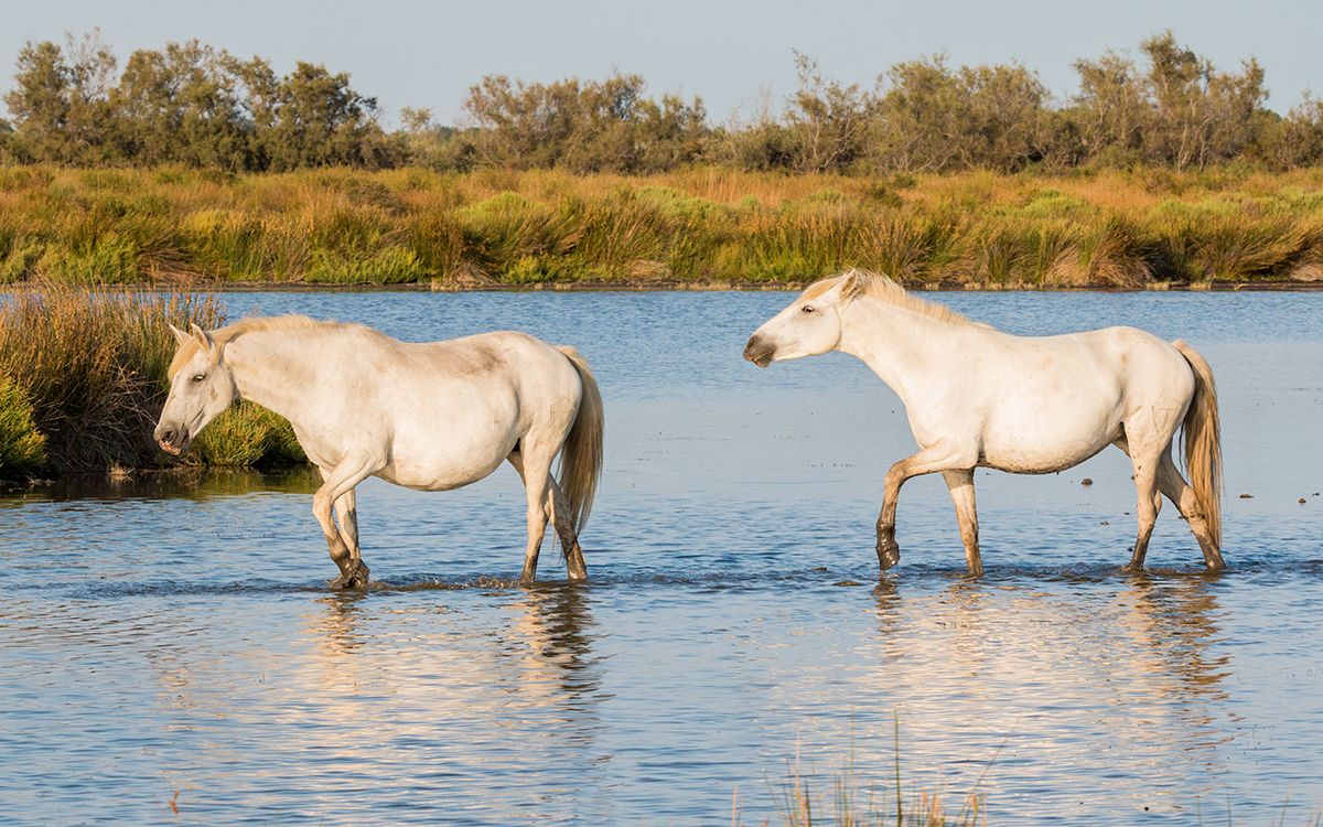 Chevaux de la Camargue