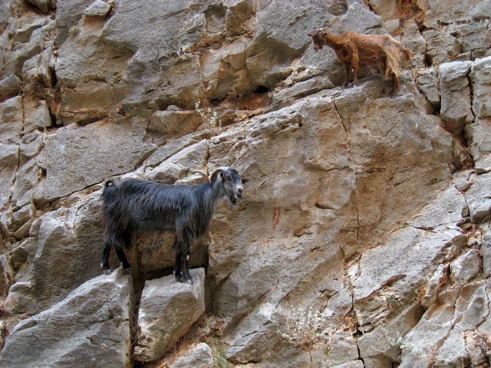 Chèvres dans les Gorges Aradena