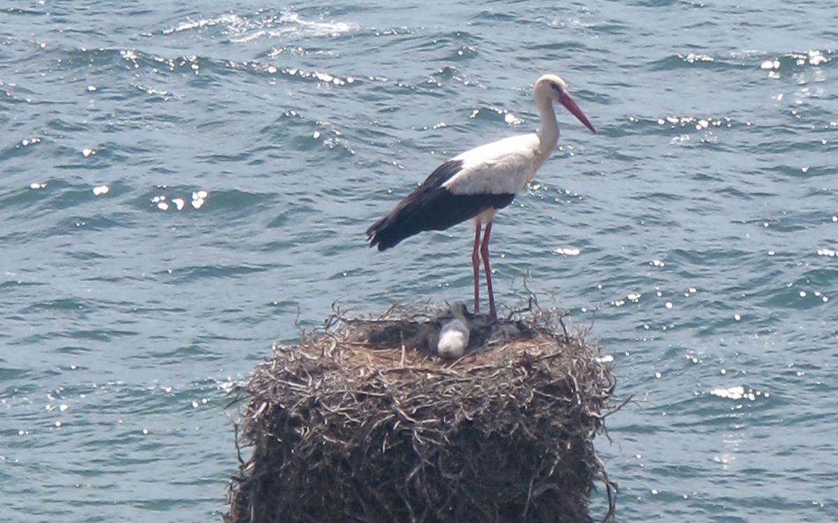 Cigogne au Portugal