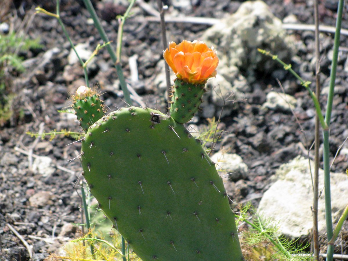 La fleur d'un figuier de barbarie