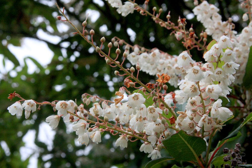 Les fleurs de l’arbre à muguet