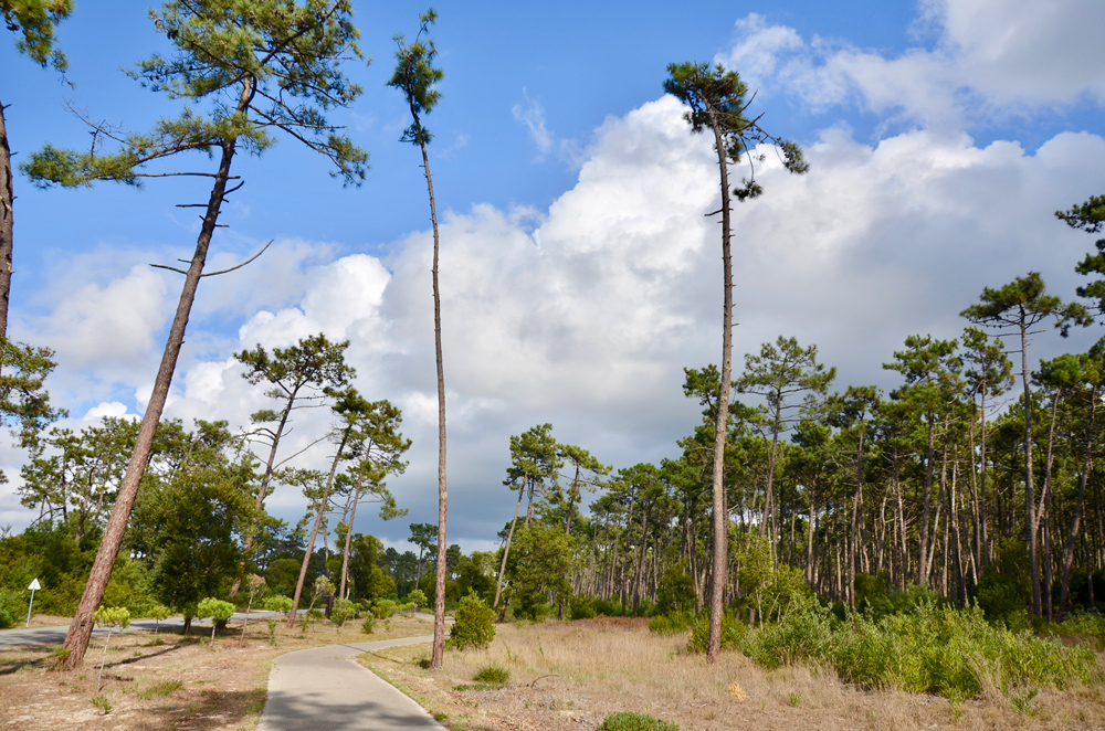 Forêt de pins à Mira