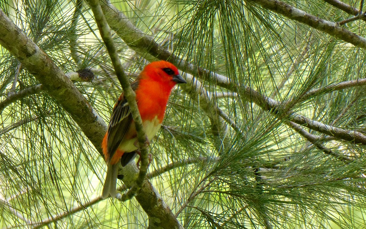 Foudi de Madagascar (ou cardinal)