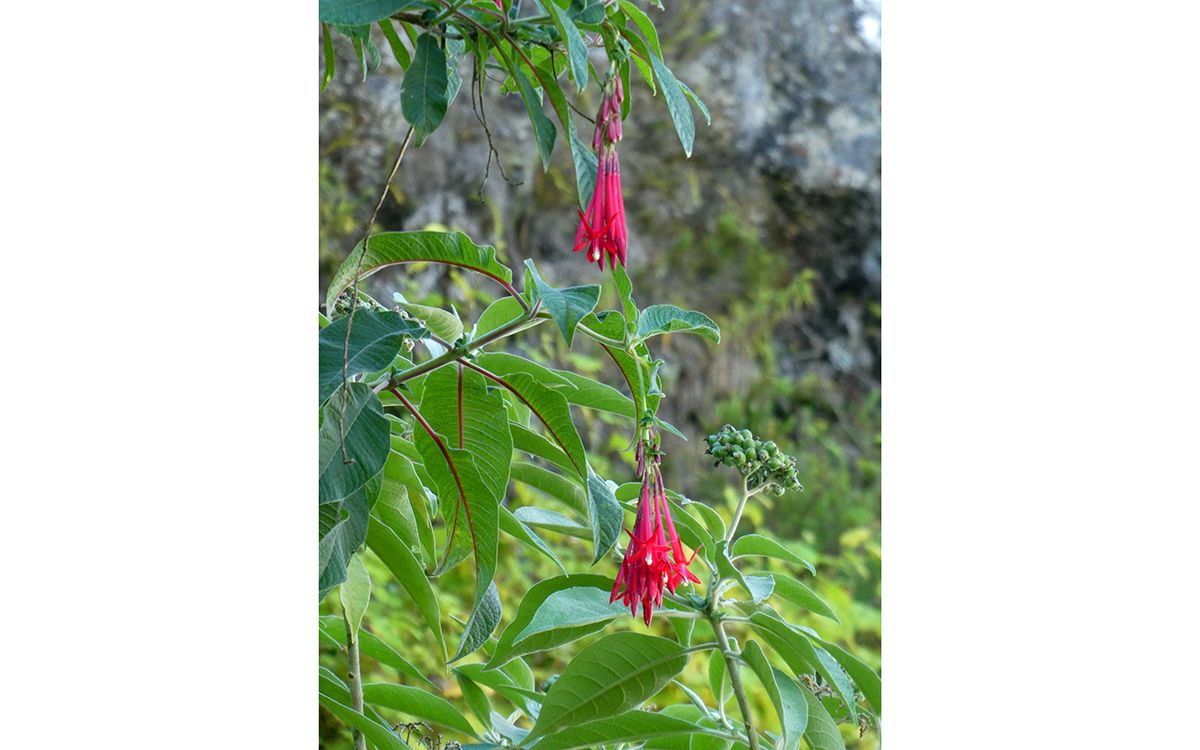 Fuchsia de Bolivie (ou flambeau d'amour)