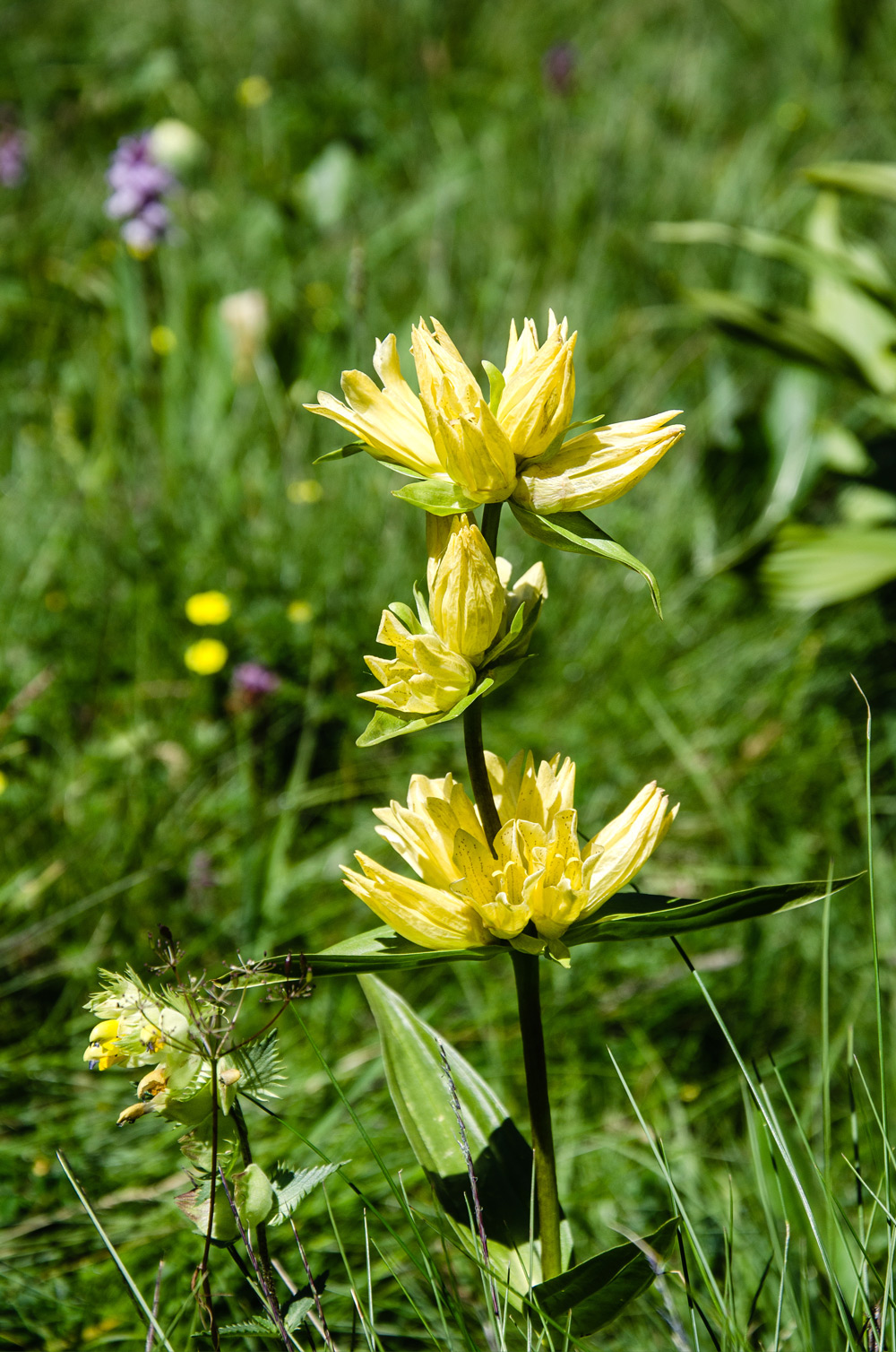 Grande gentiane jaune