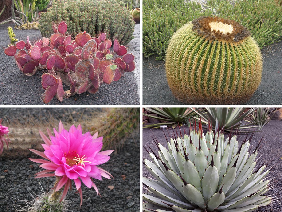 Jardin de cactus de César Manrique