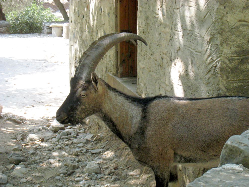 Un jeune mâle Kri-Kri au village abandonné de Samaria en Crète