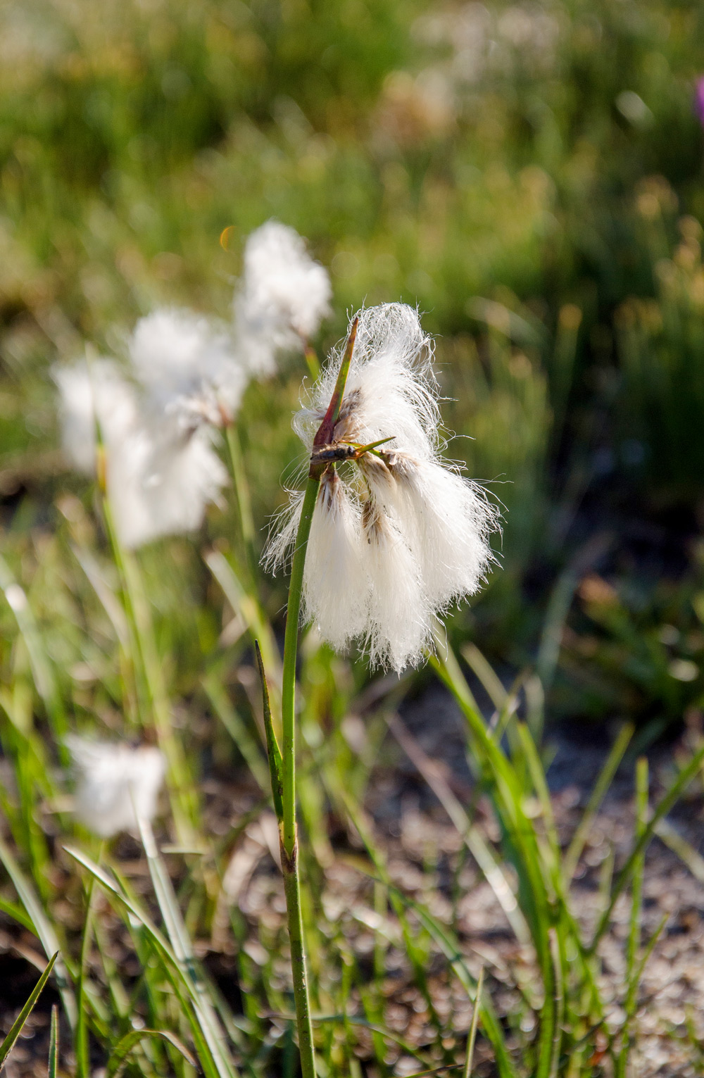 Linaigrette