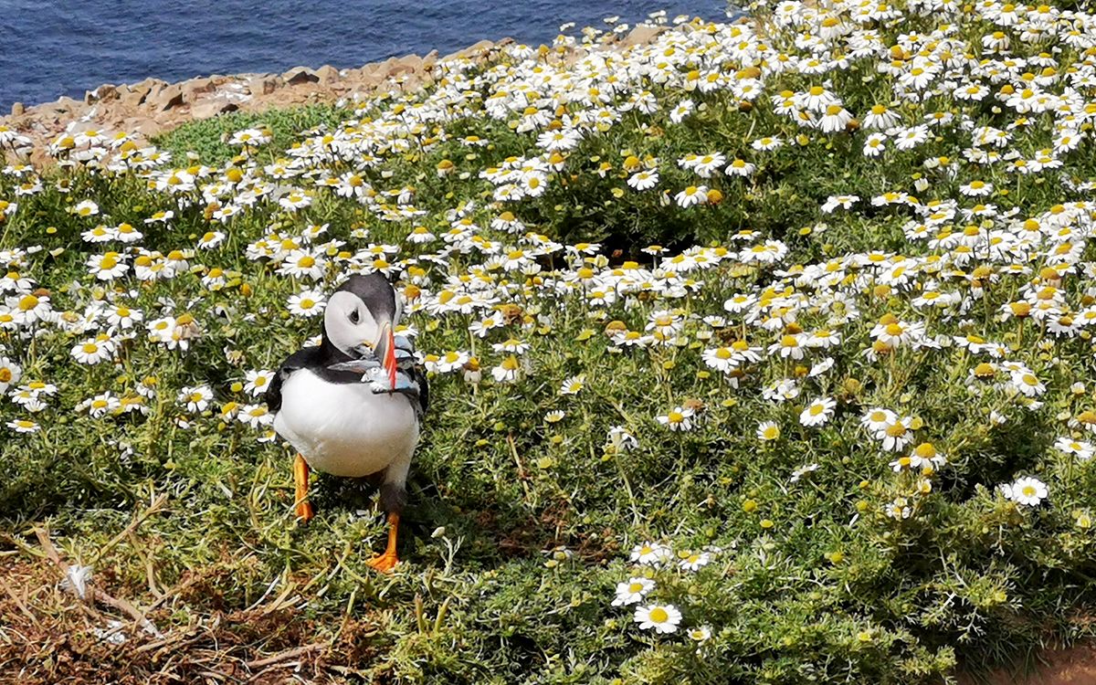 Macareux moine sur l'île de Skomer, Pays de Galles