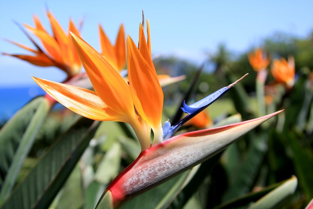 Oiseau de paradis