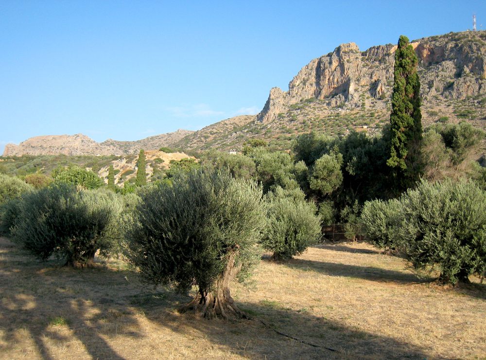Oliveraies et cyprès à Paleochora