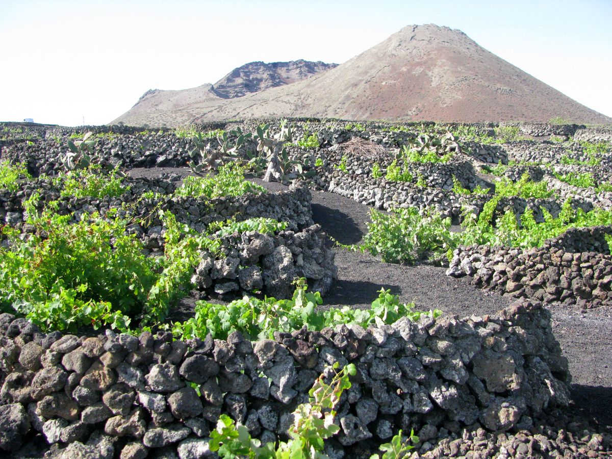 Au pied du volcan, un peu de vert : la vigne est protégée du vent par des murets de lave