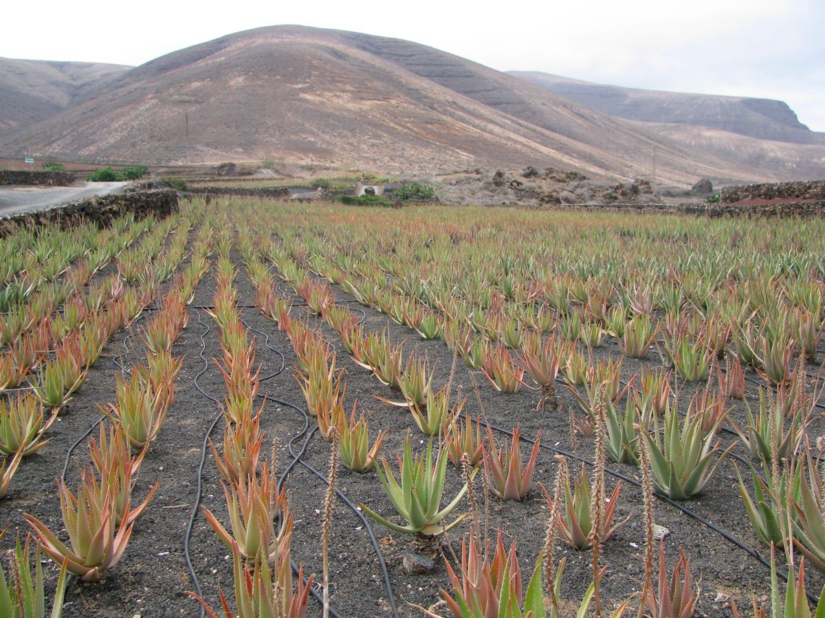 Plantation d'aloe vera