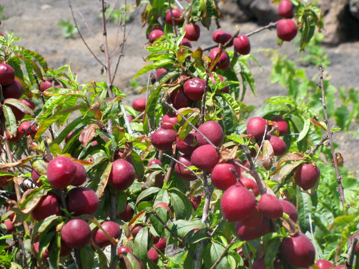 Et le rouge des nectarines