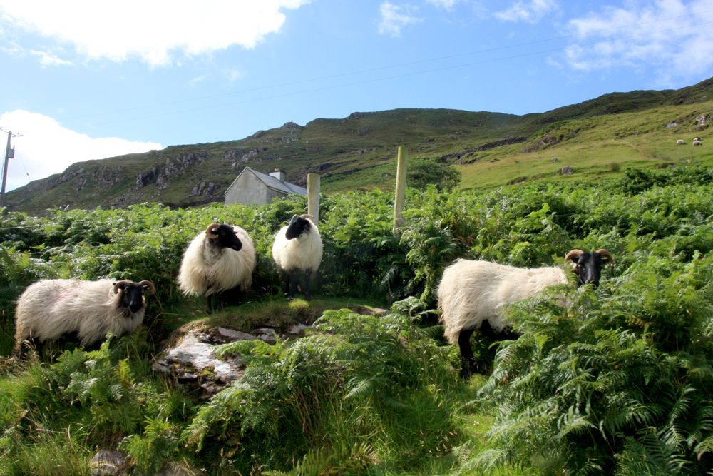 Des scottish blackface sur Killary Harbour