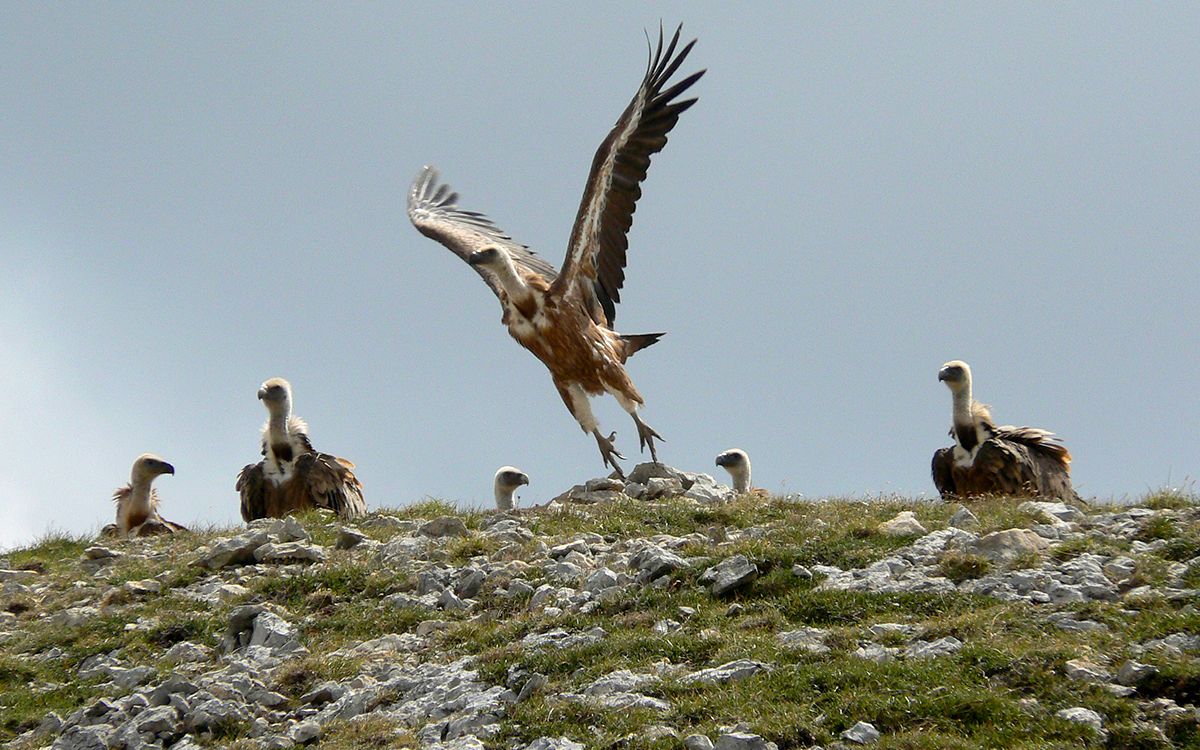 Vautours dans le massif du Vercors