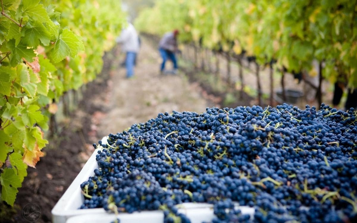 Vendanges © Unsplash Vendanges