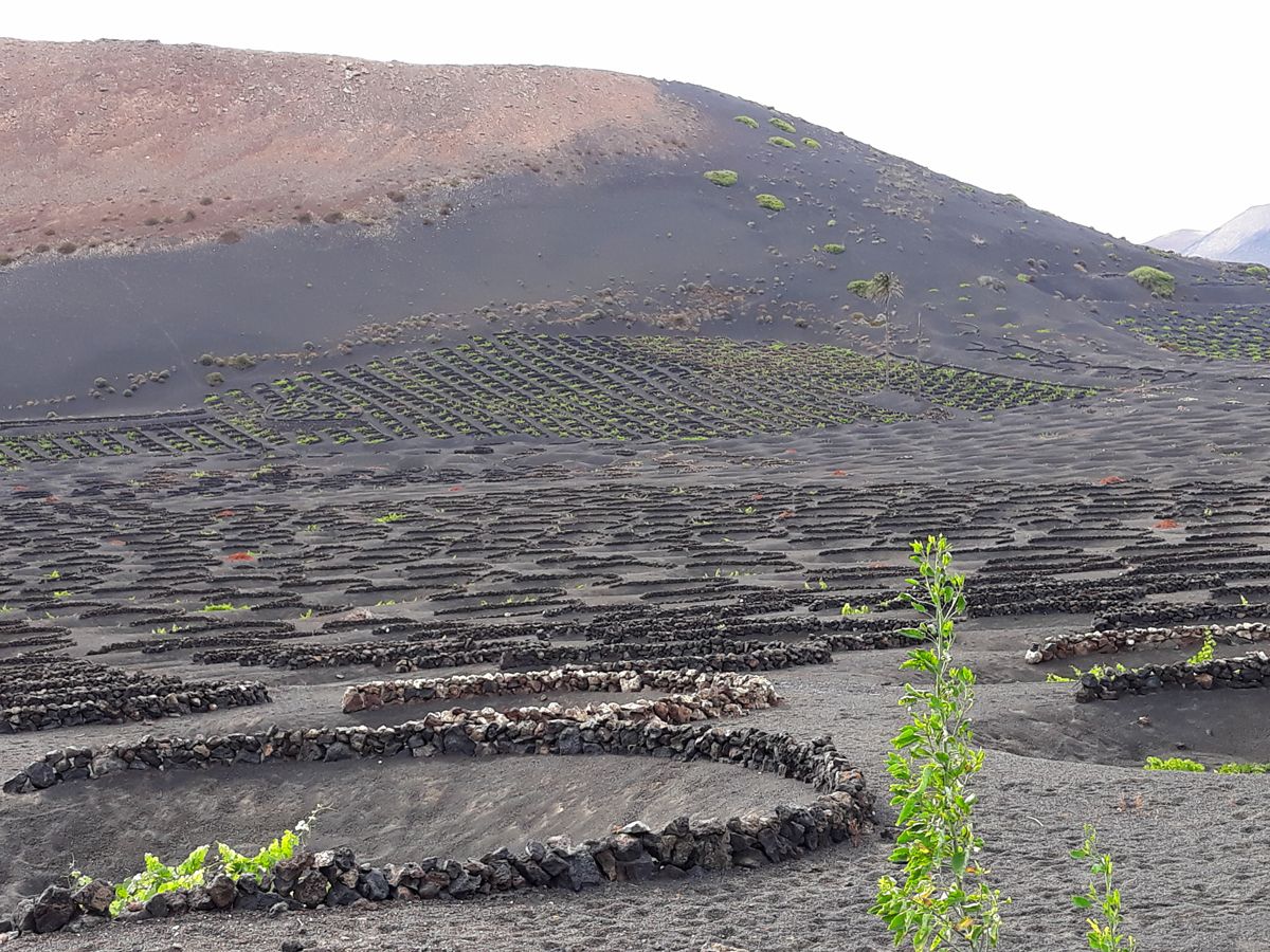 Vignoble sur Lanzarote