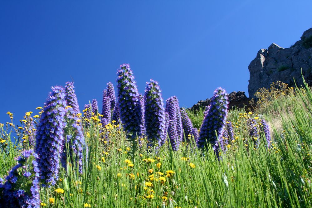 Vipérine de Madère sur le sentier des Picos