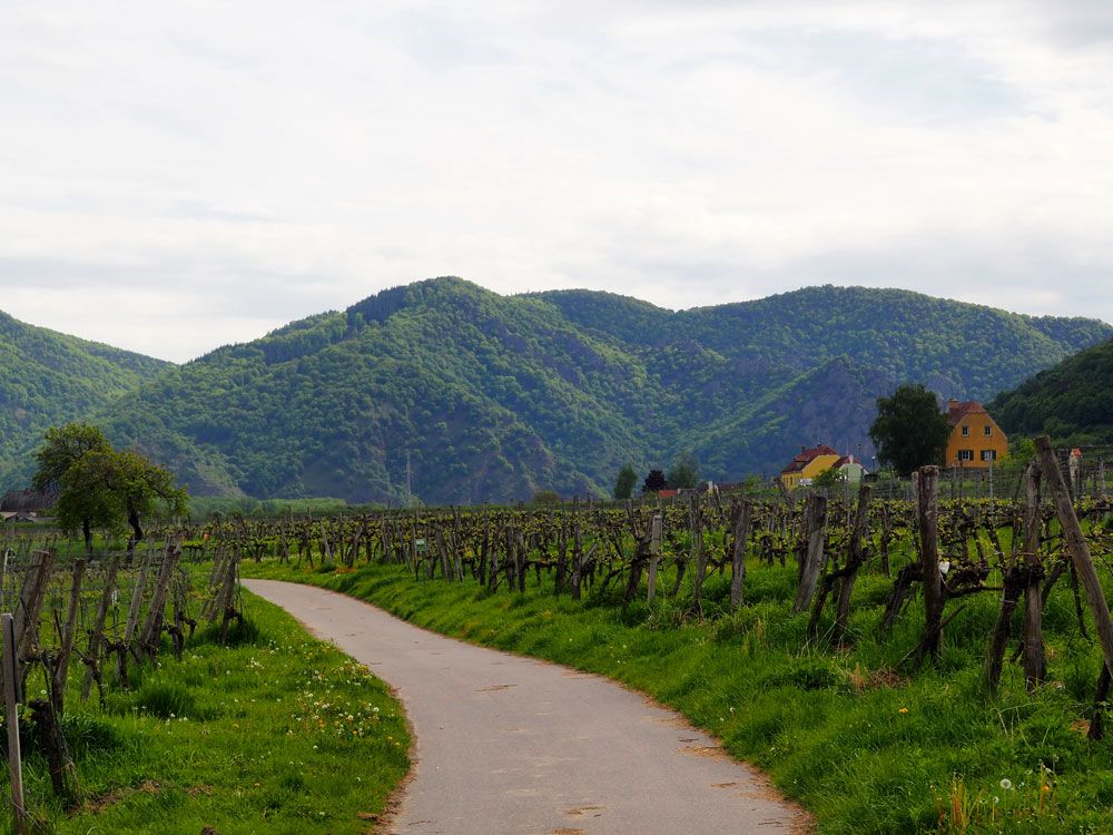 Vignes de la Wachau