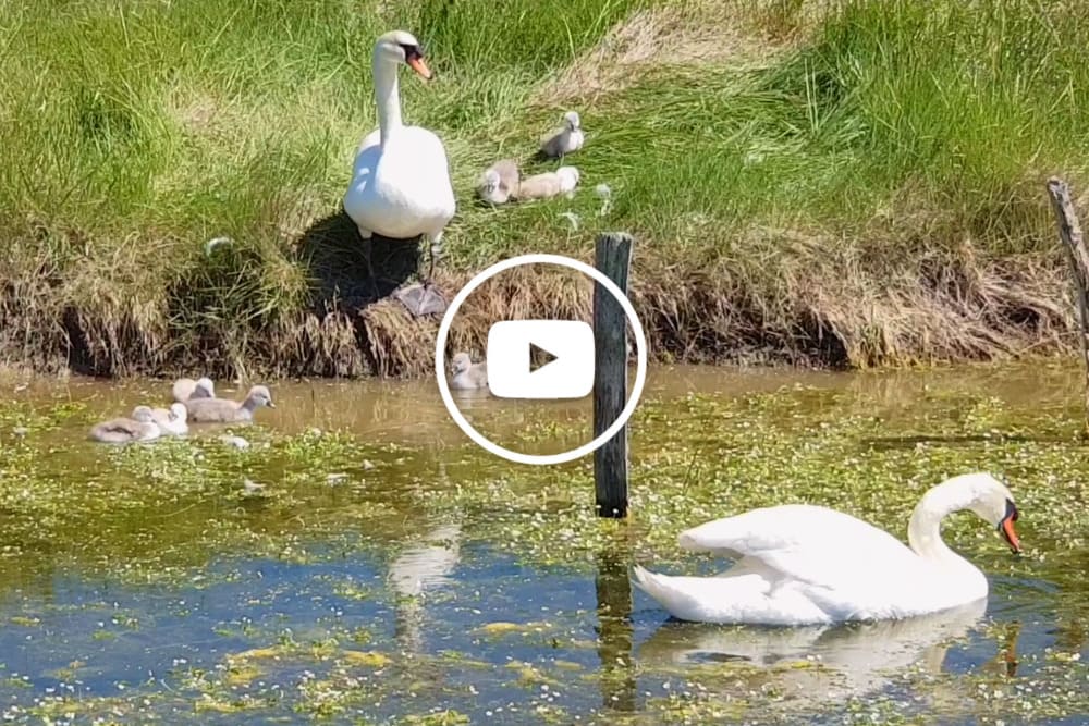 Couple de cygnes et leurs bébés sur l'île d'Oléron © Anne-Marie Billault