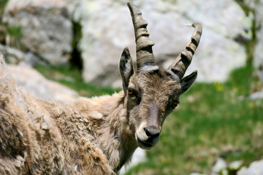 Jeune bouquetin mâle près du Col de Fenestre © François Ribard