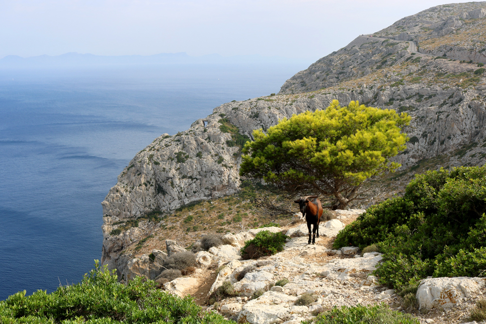 Cap de Formentor © Florian Calvat