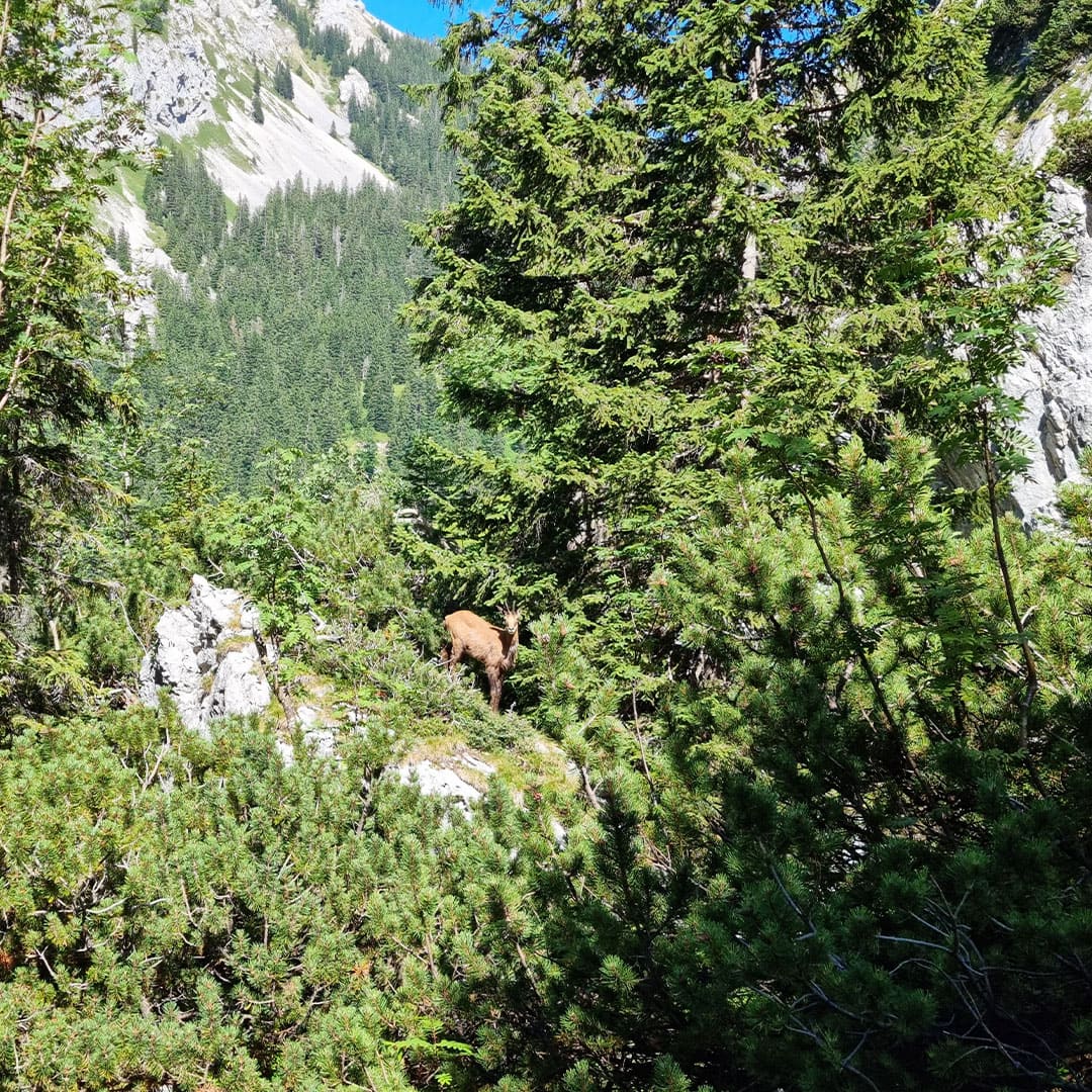 Chamois au loin