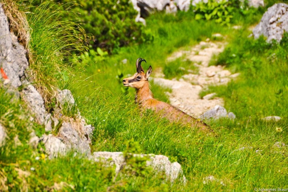 Chamois