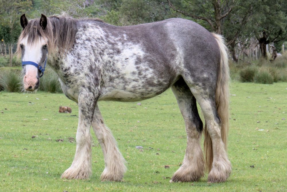 Cheval en Irlande © Dominique Boyer