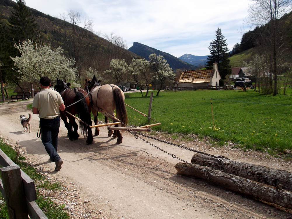 Travail avec les chevaux de trait @ Lionel Laurent