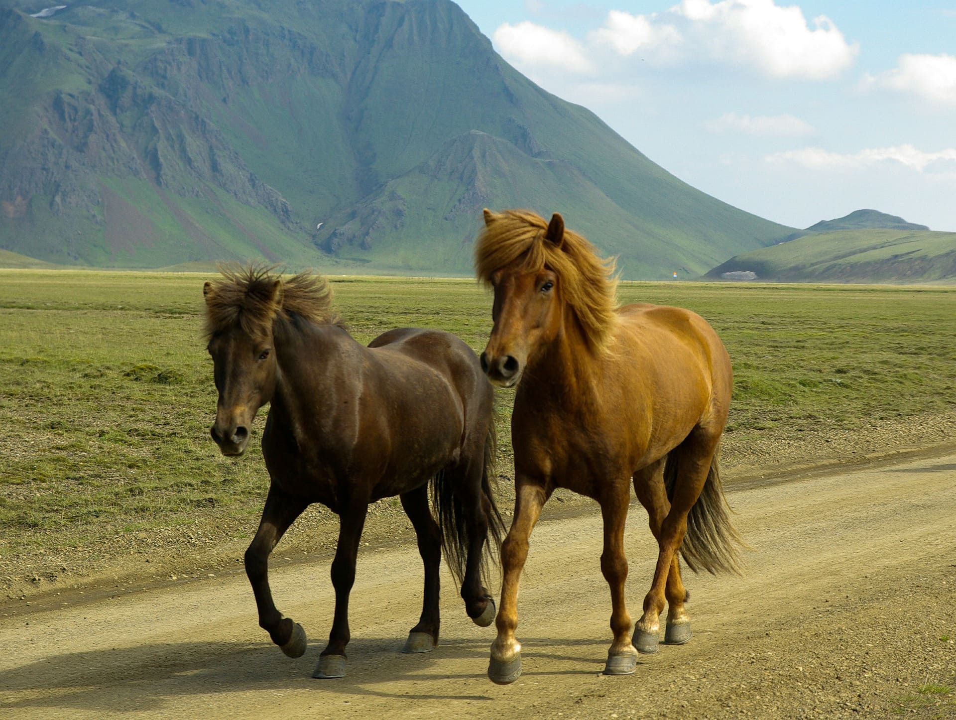 Chevaux islandais