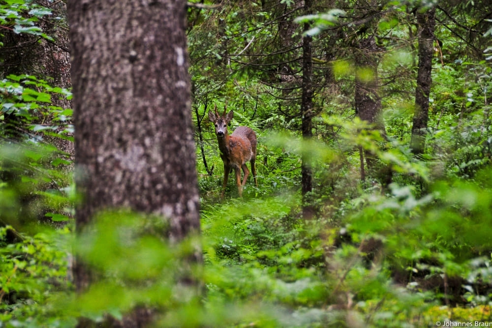 Chevreuil près de Gosau © Johannes Braun