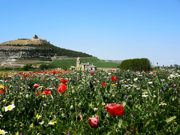 Coquelicots