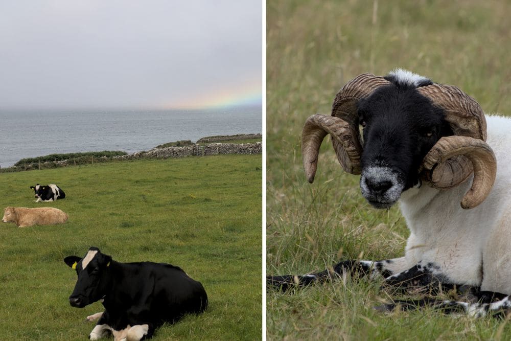 Elevage en Irlande © Dominique Boyer