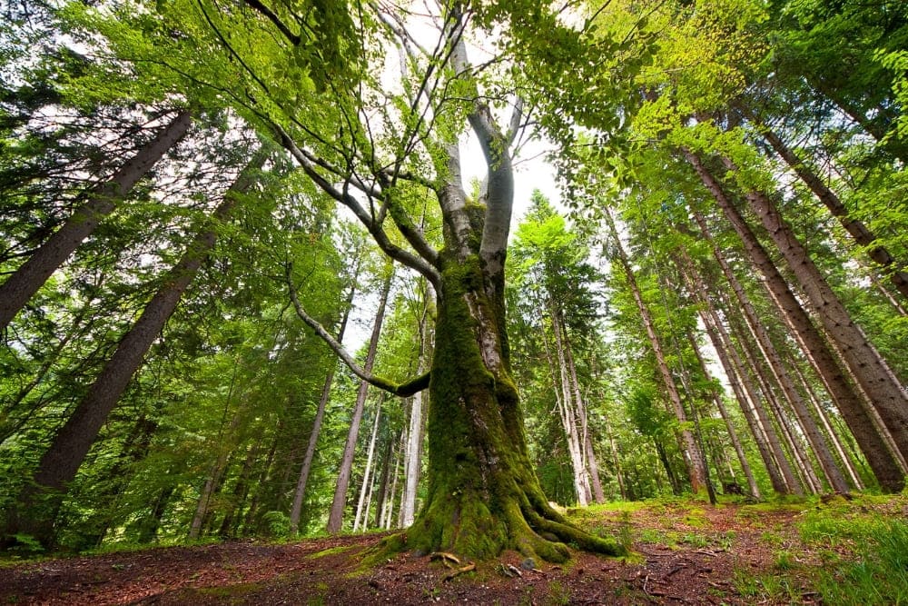 forêt en bavière