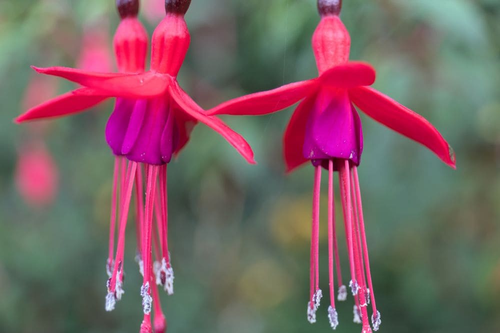 Fuschias © Dominique Boyer