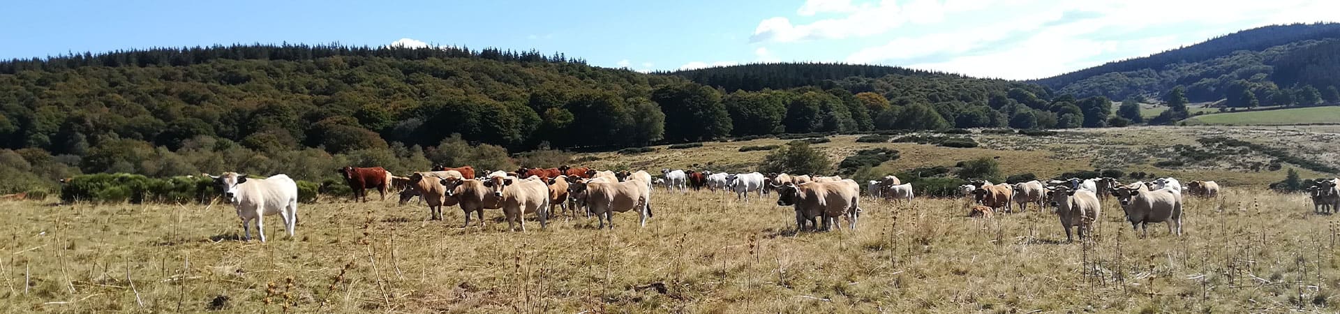 Vaches Aubrac sur les hauts plateaux