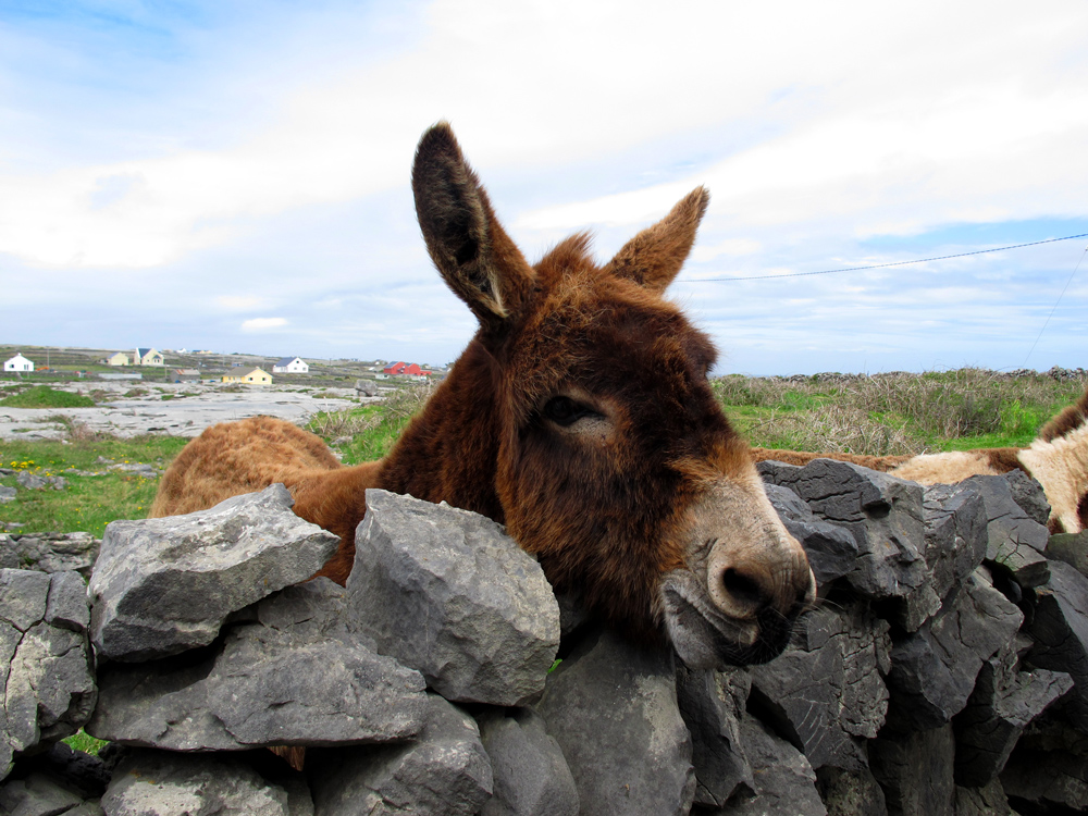 Âne sur Inishmore, la principale des îles d’Aran en Irlande © François Ribard