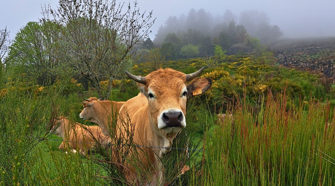 Vaches Aubrac