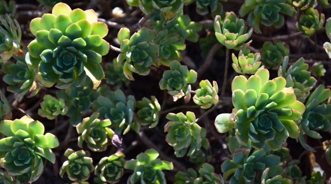 Le Jardin d'Eden des cactus