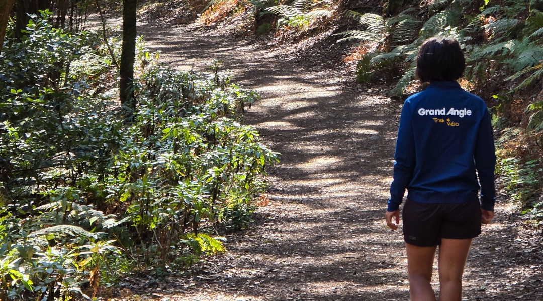 Le parc de Garajonay