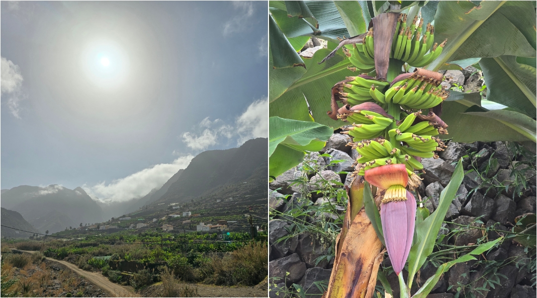 Les bananiers d'Hermigua